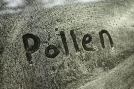 Wort Pollen geschrieben auf einem Fenster